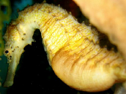 SEAHORSE by Bernard Maglana 